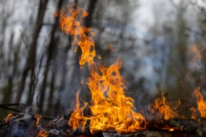 homeowners guide bushfire roller shutters